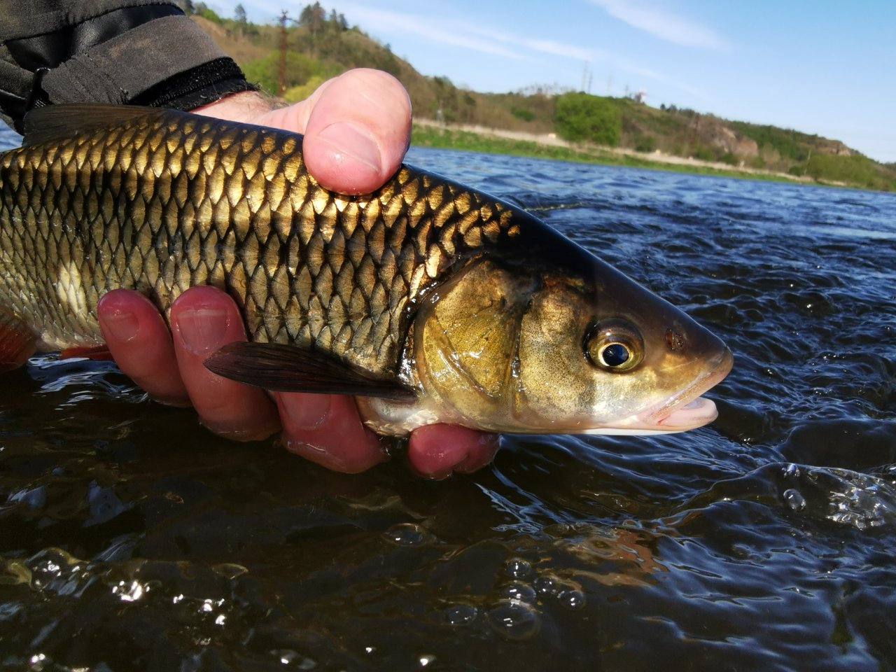 Berounka near Beroun, Czech Republic