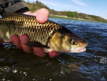 Berounka near Beroun, Czech Republic