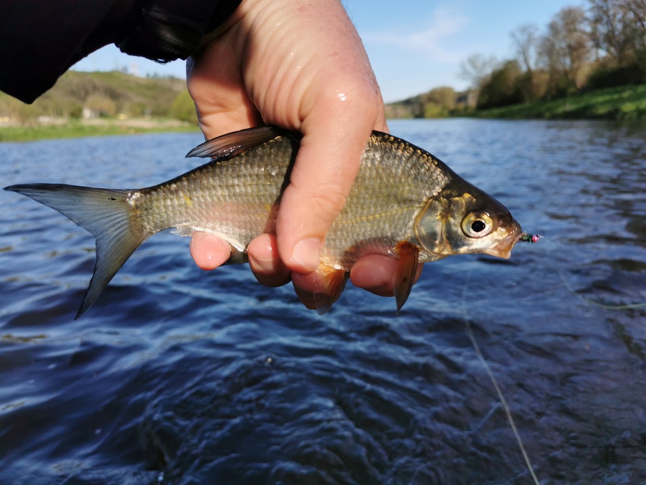 Berounka near Beroun, Czech Republic