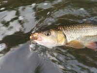 Fishing With Foam Flies On Berounka 3