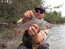 Grayling from Salzach