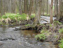 Mže above the Lucina dam