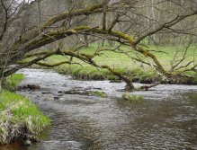 Mže above the Lucina dam