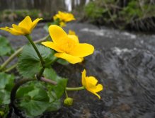 Mže above the Lucina dam