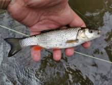 Small chub on nymph