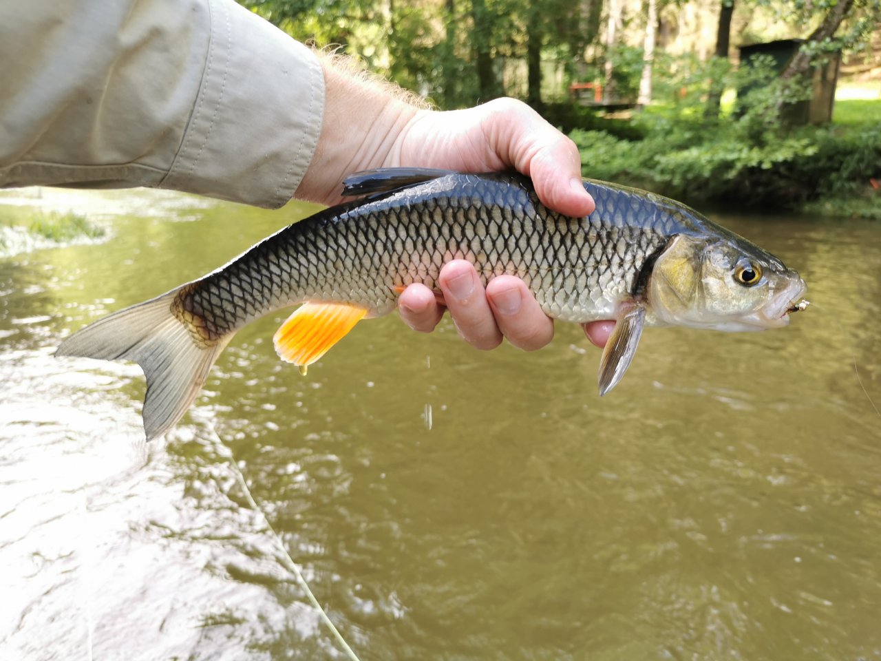 Chub on tungsten nymph