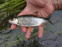 Zelivka near Sedlice