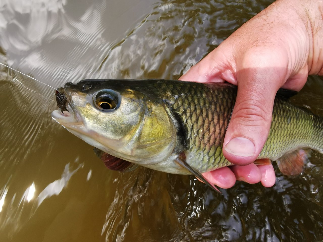 Chub on dry fly