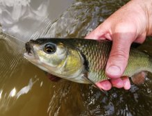 Chub on dry fly
