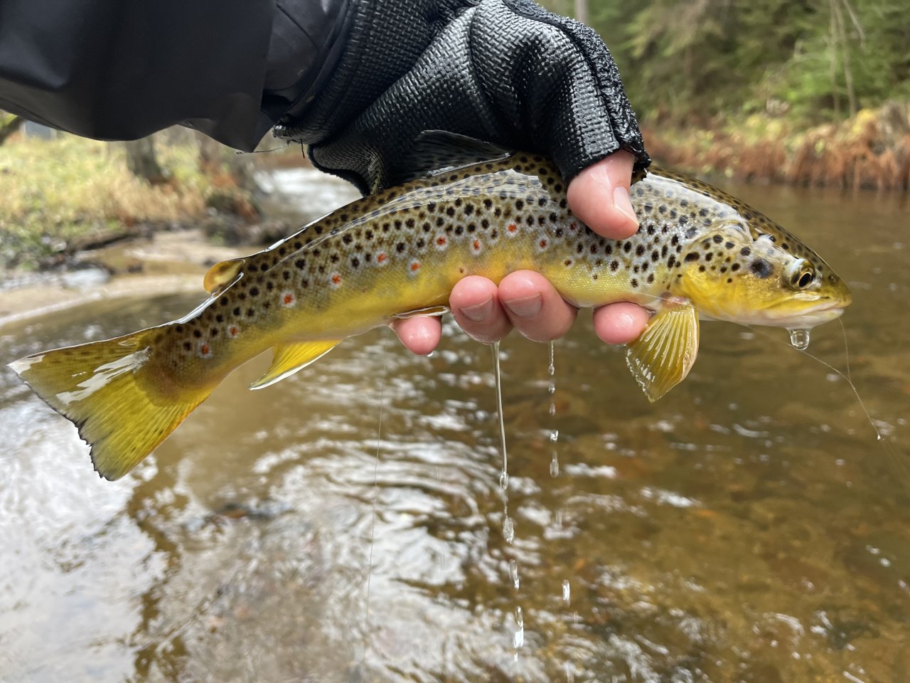 Brown Trout from Svatava