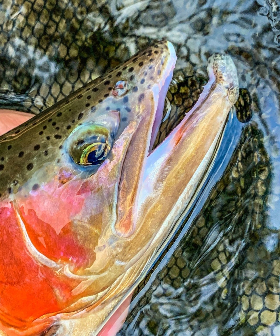 Sava Bohinjka - Slovenia