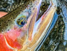Sava Bohinjka - Slovenia