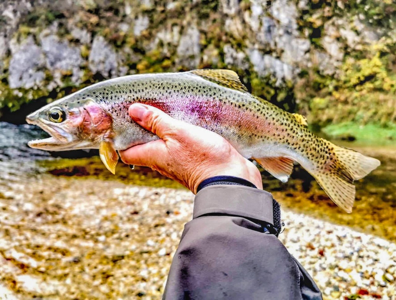 Sava Bohinjka - Slovenia
