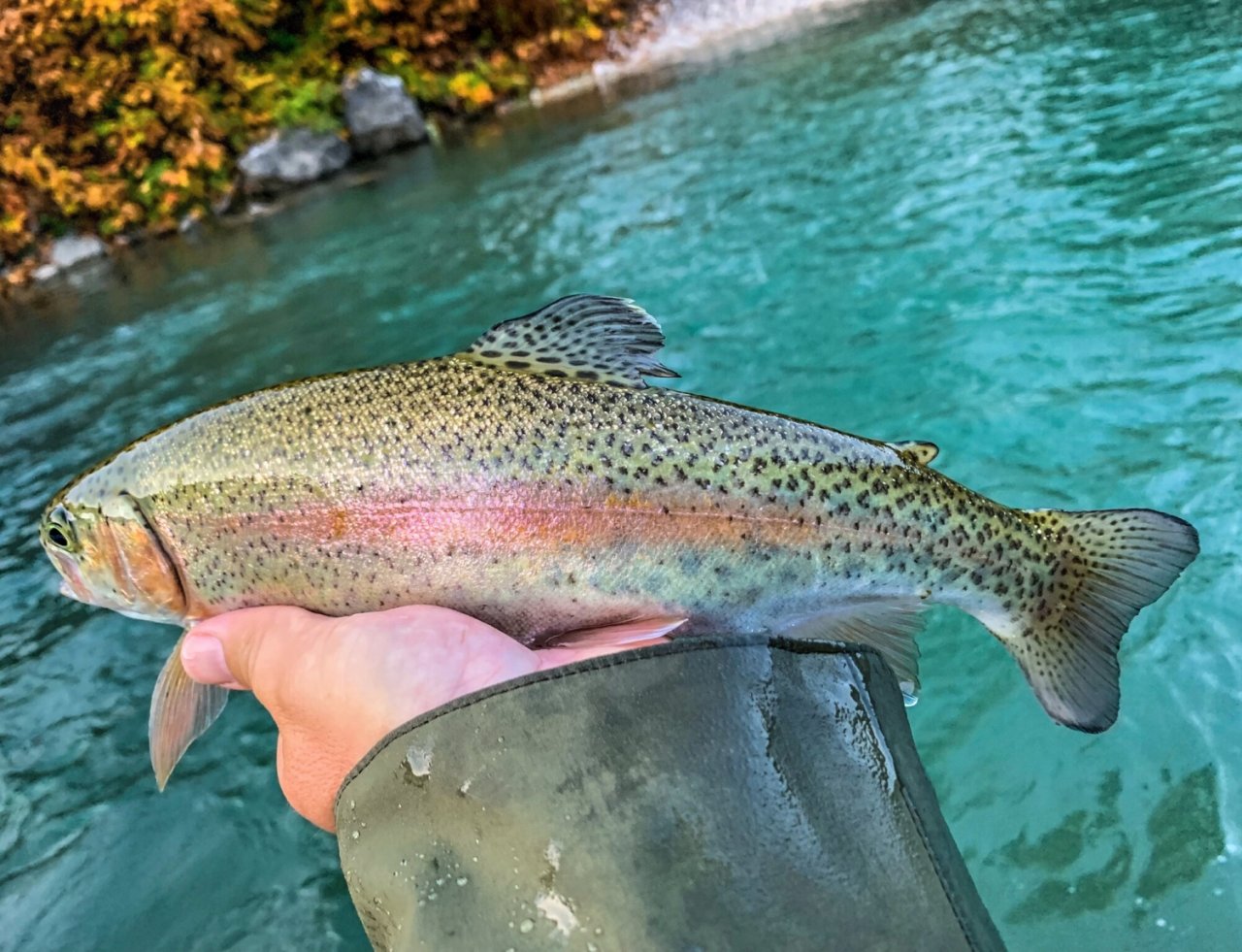 Sava Bohinjka - Slovenia