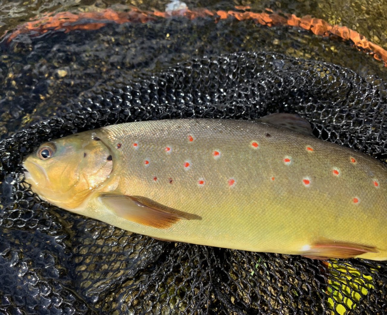Sava Bohinjka - Slovenia
