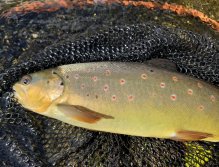 Sava Bohinjka - Slovenia