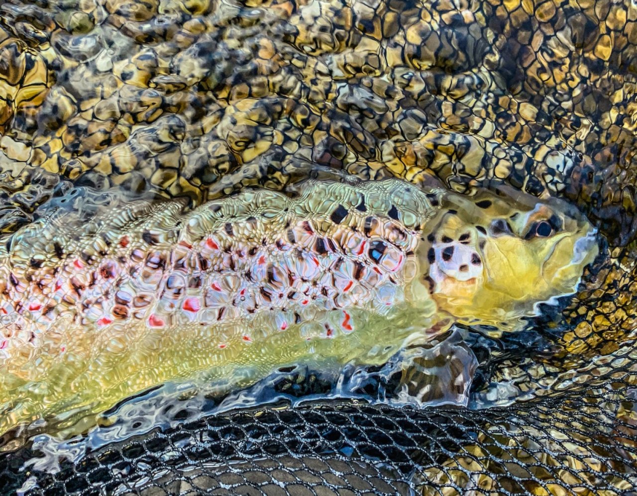 Sava Bohinjka - Slovenia