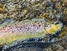 Sava Bohinjka - Slovenia