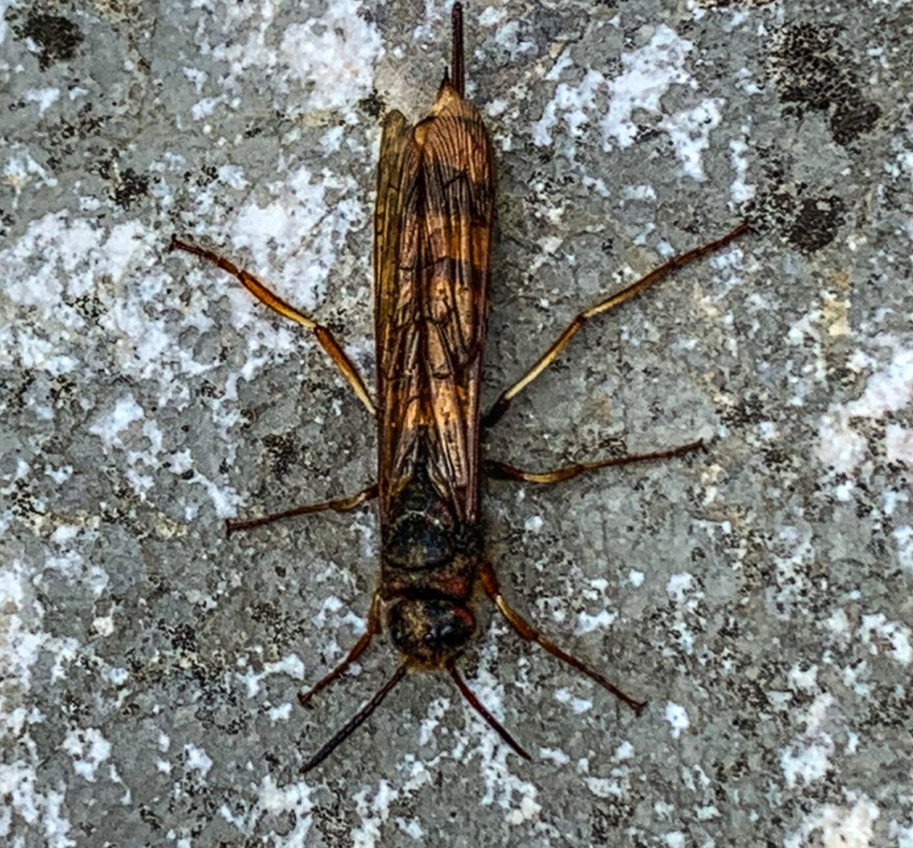 Sava Bohinjka - Slovenia