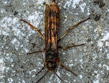 Sava Bohinjka - Slovenia