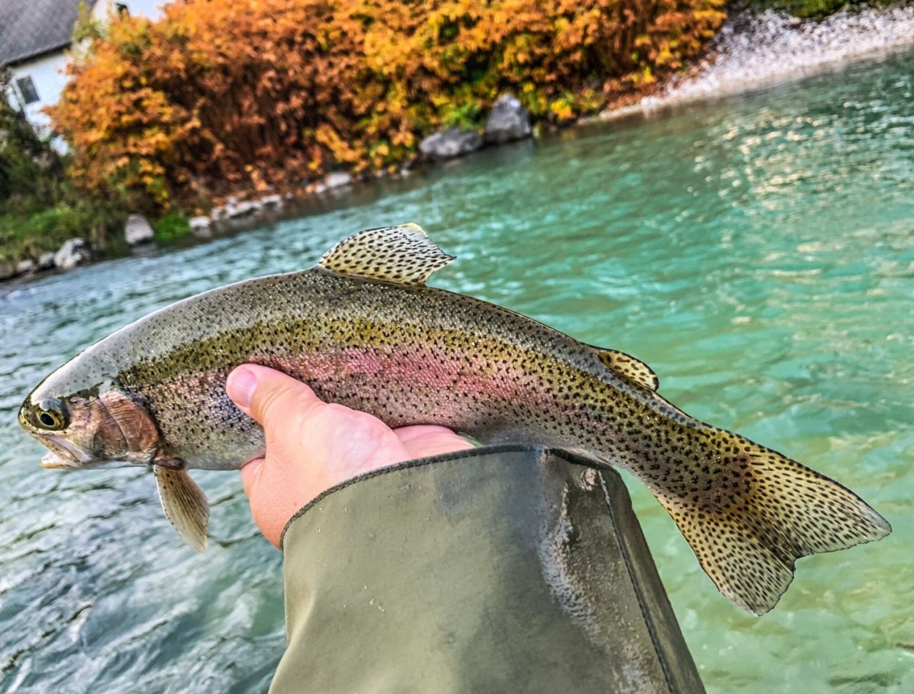 Sava Bohinjka - Slovenia
