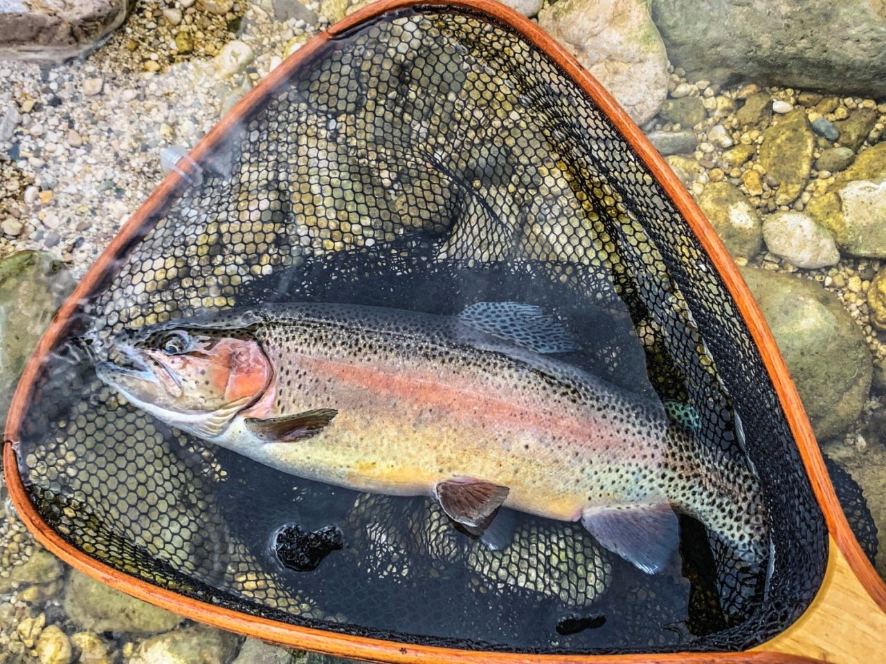 Sava Bohinjka - Slovenia