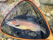 Sava Bohinjka - Slovenia