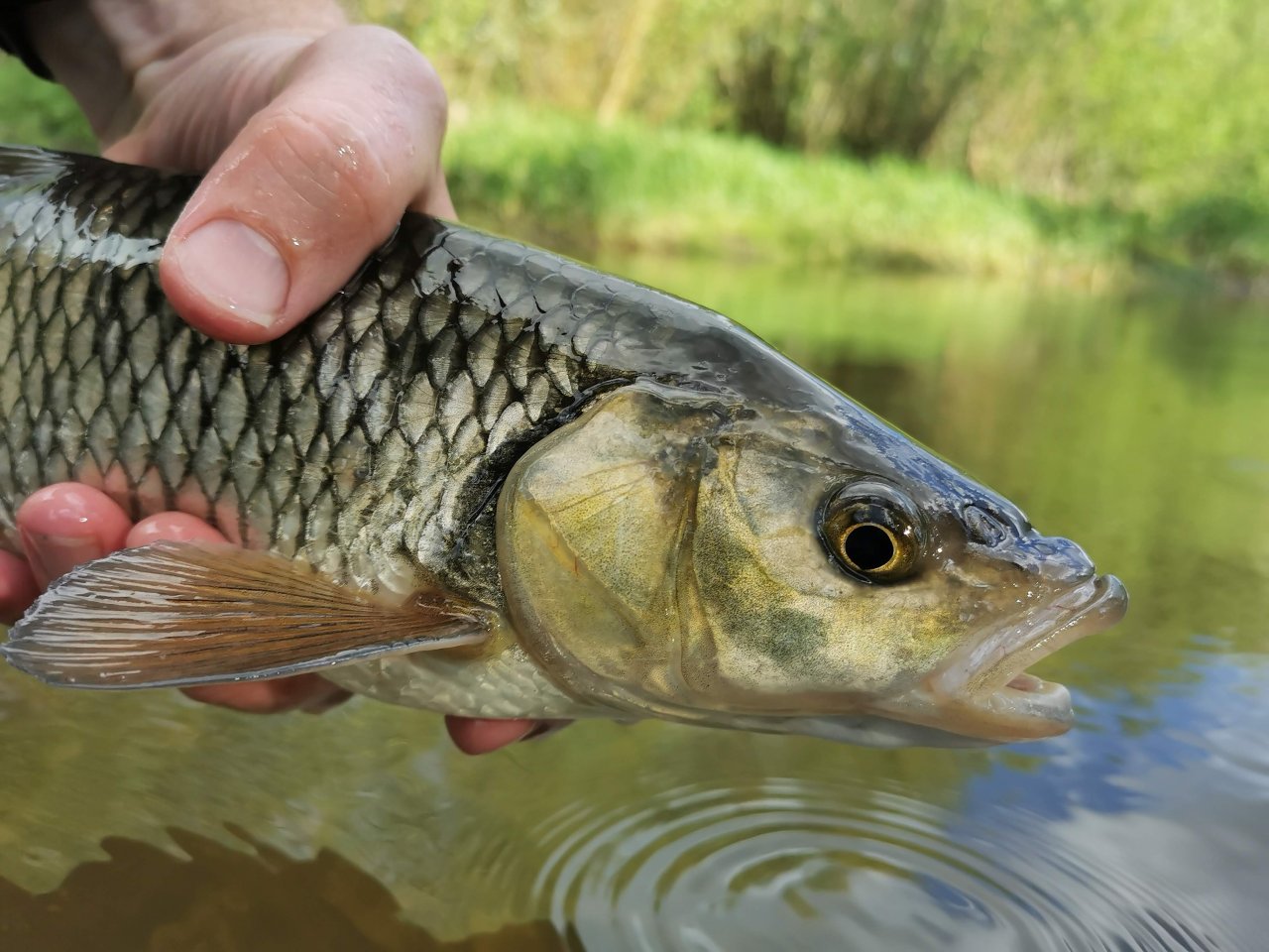 Litavka in Libomy�l