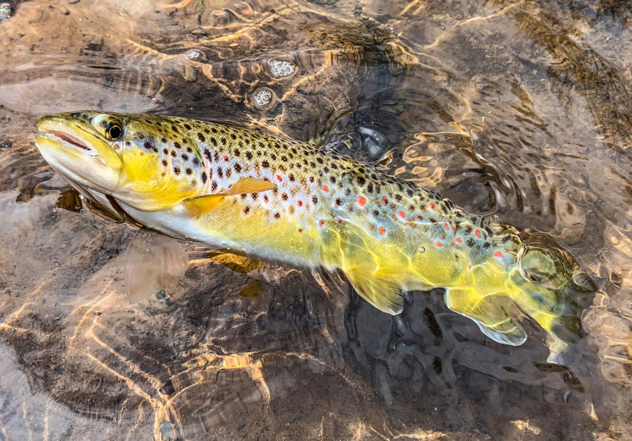 Summer Fly Fishing On Rivers In The Giant Mountains