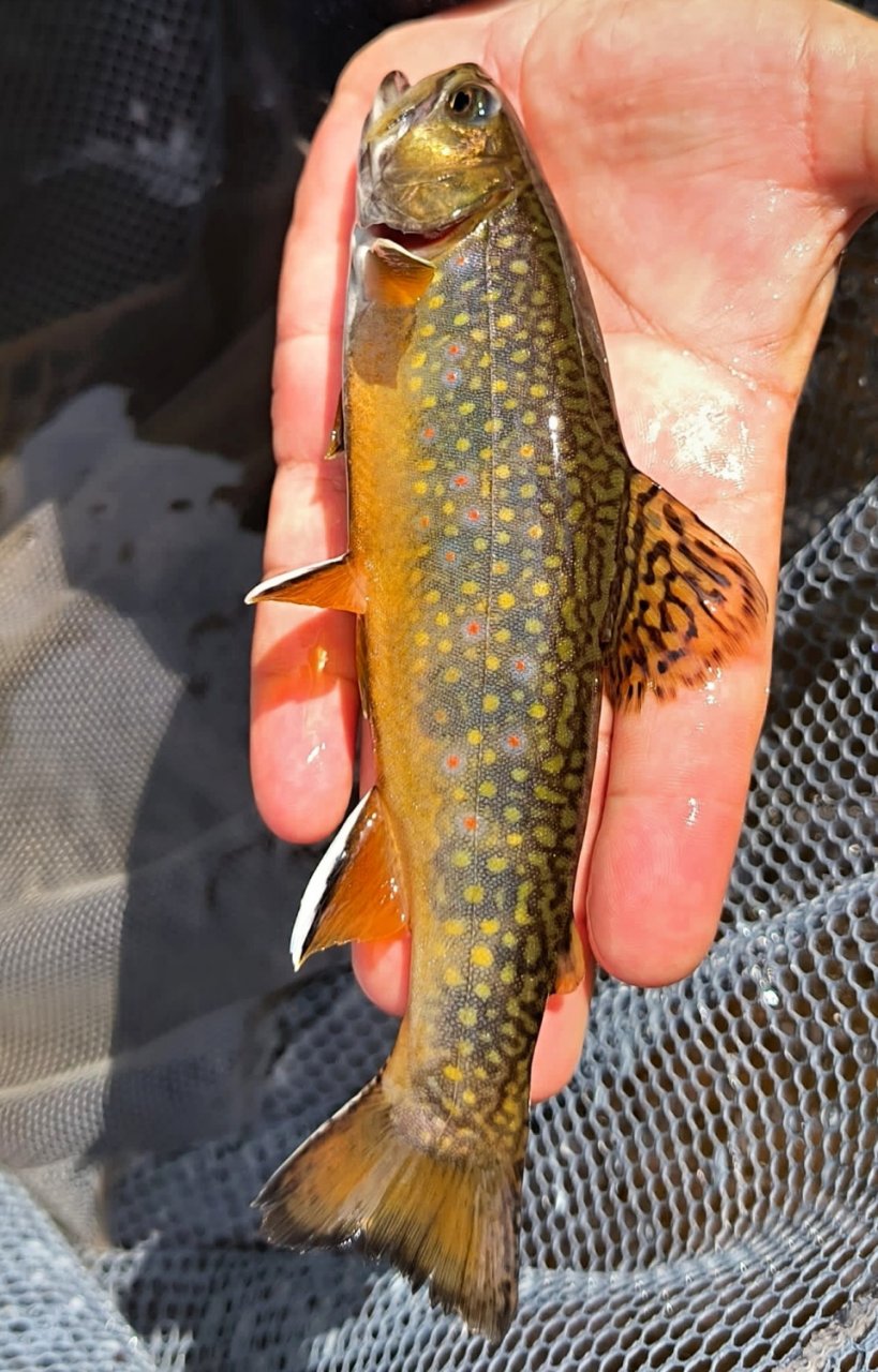Summer Fly Fishing On Rivers In The Giant Mountains