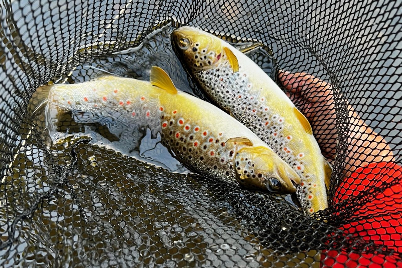 Summer Fly Fishing On Rivers In The Giant Mountains