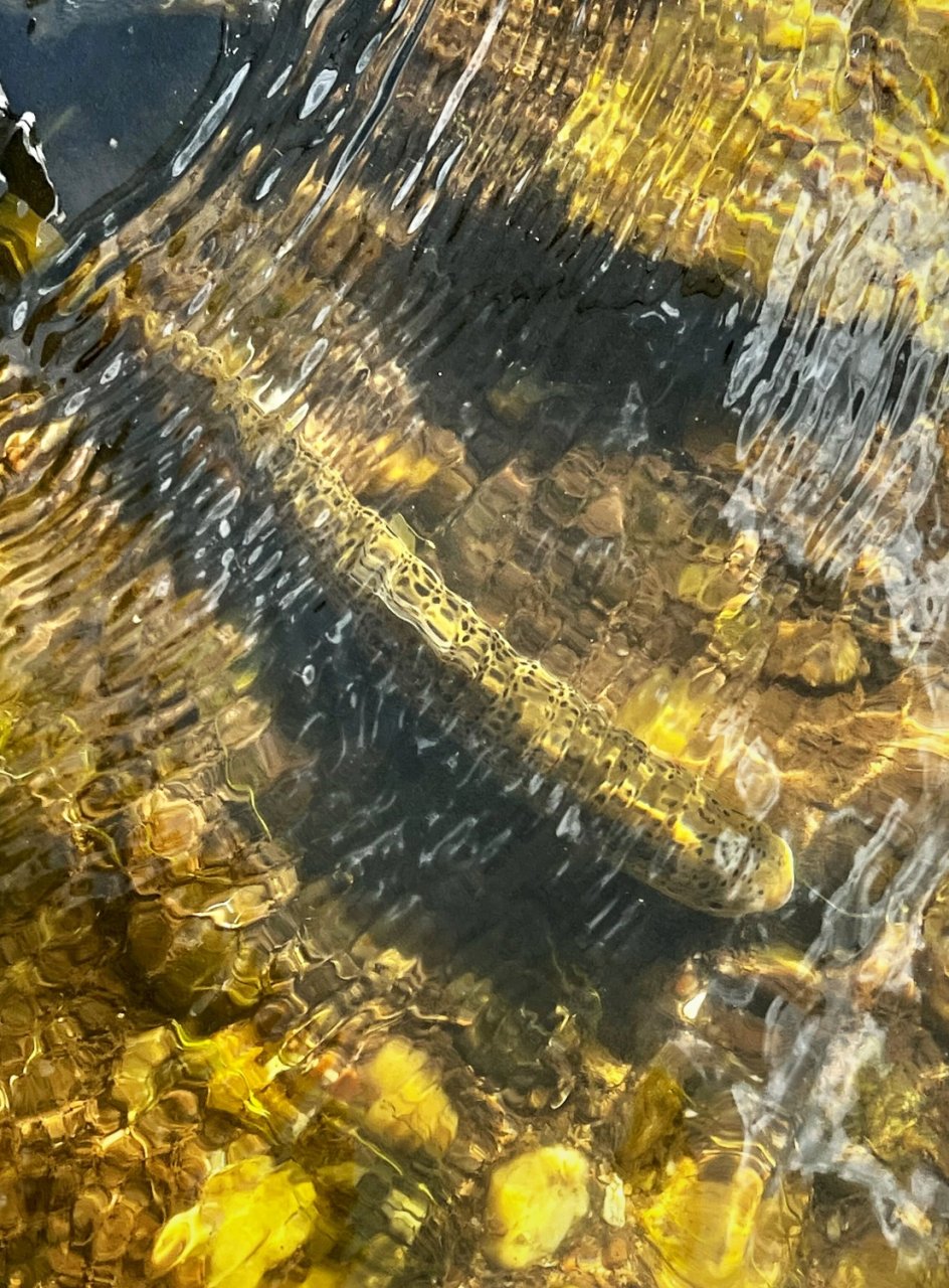 Summer Fly Fishing On Rivers In The Giant Mountains