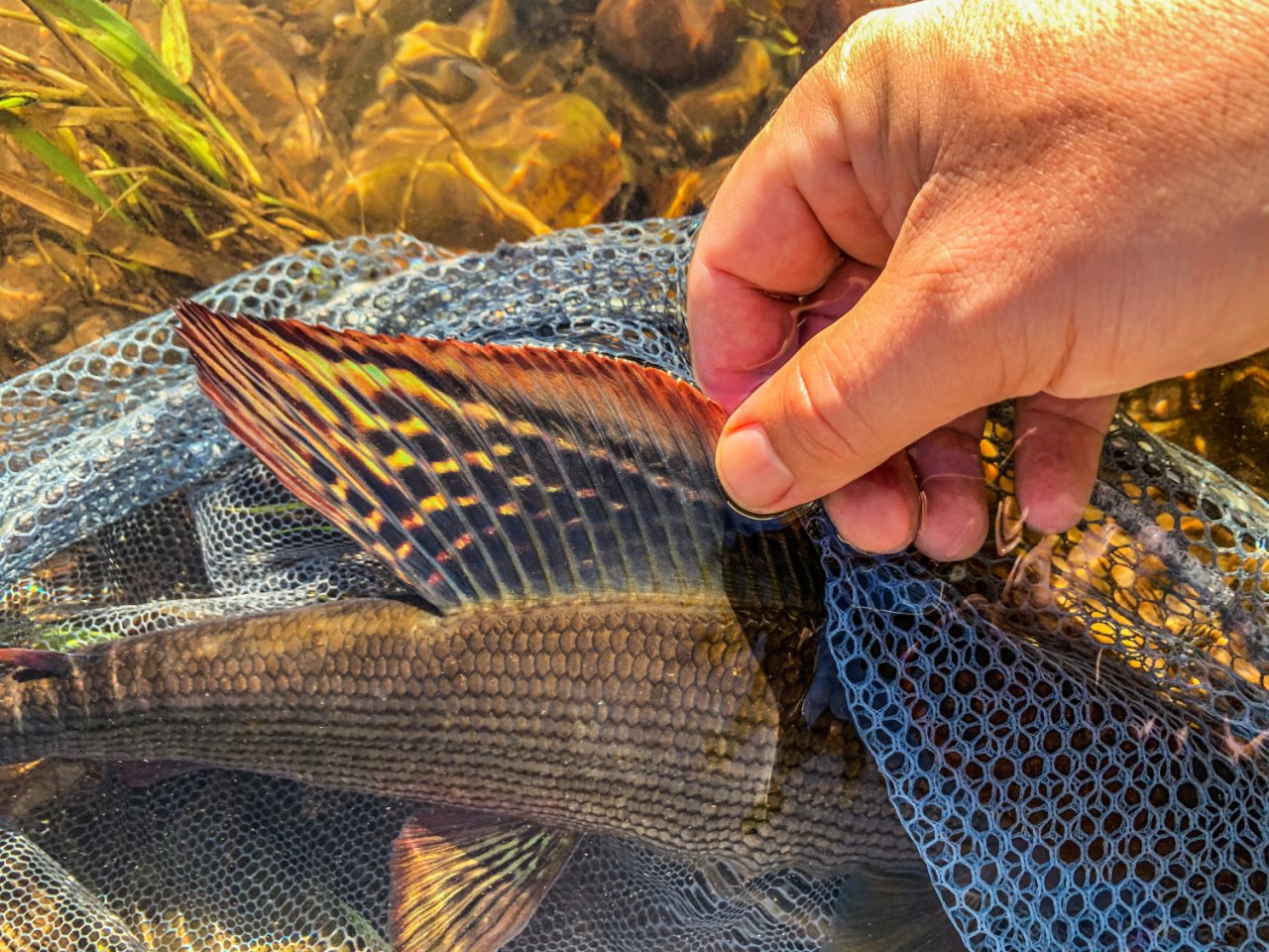 Summer Fly Fishing On Rivers In The Giant Mountains