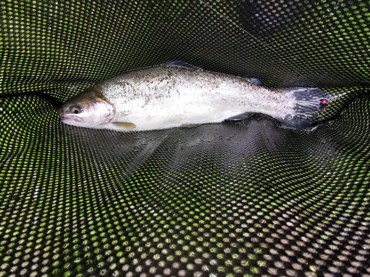 Kosinsky stream near Tabor, Czech Republic