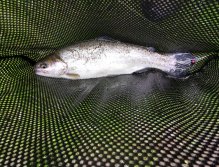Kosinsky stream near Tabor, Czech Republic