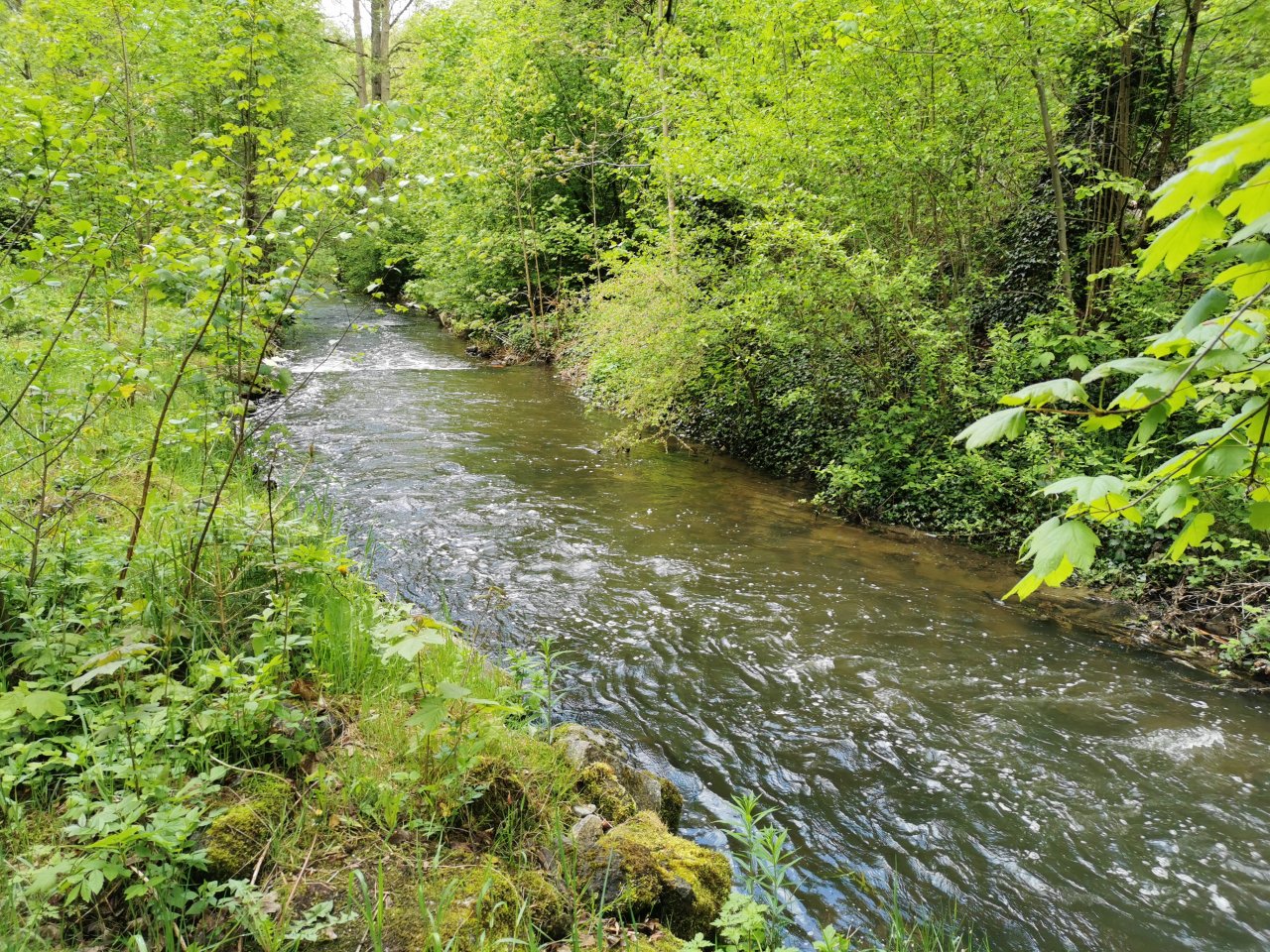 Kosinsky stream near Tabor, Czech Republic
