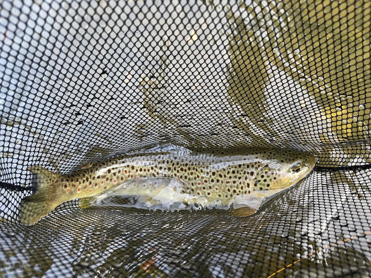 Brown Trout from Byst�ice