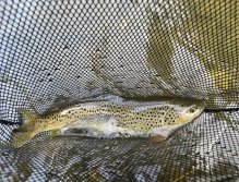 Brown Trout from Bystřice
