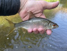 Roach from Bystřice