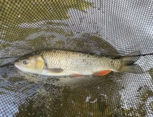 Nice chub from Bystřice