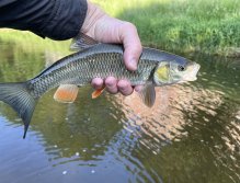 Chub from Bystřice