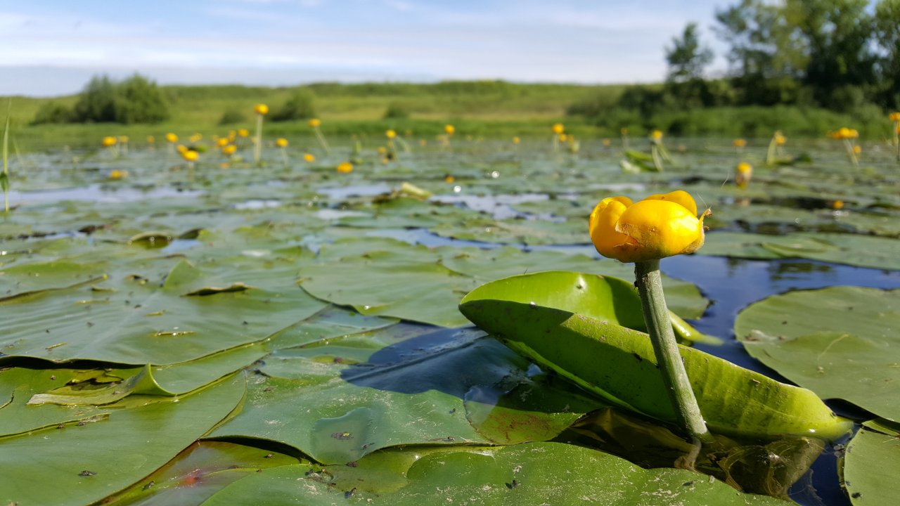 Yellow Water-lily