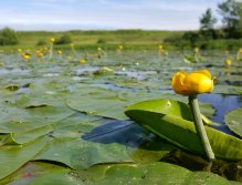 Yellow Water-lily