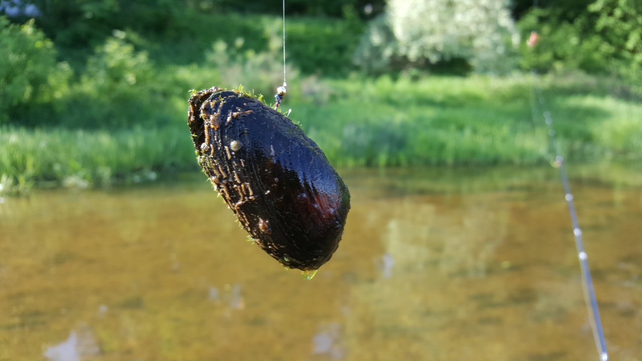Duck mussel