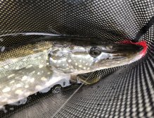 Autumn Pike on Fly