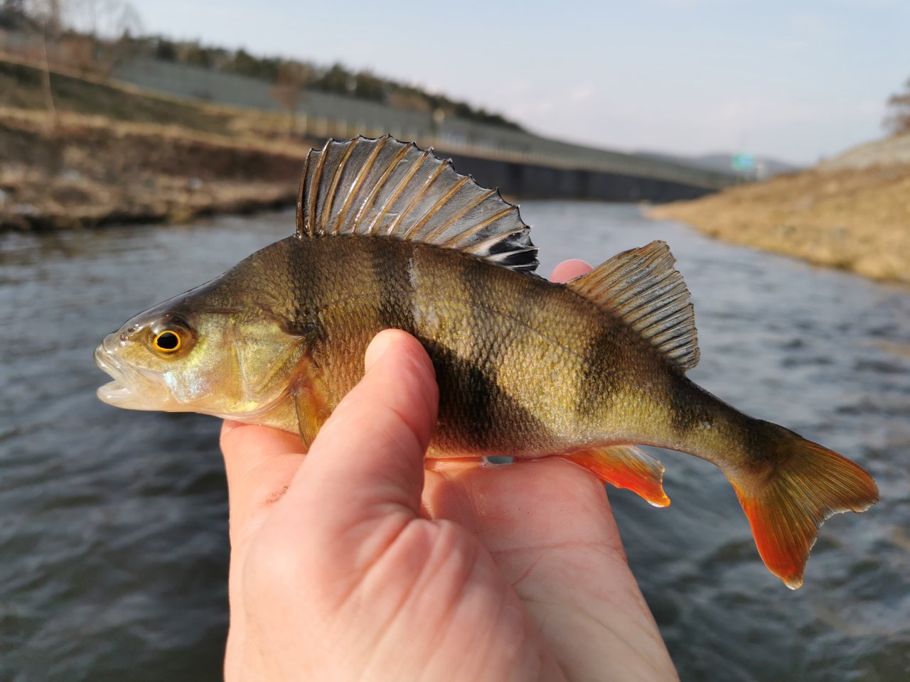 Small river perch from Litavka
