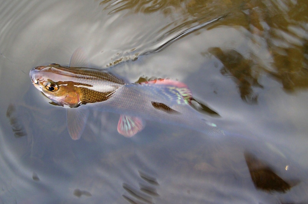 Cute little grayling from a small creek.
