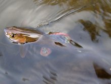 Cute little grayling from a small creek.