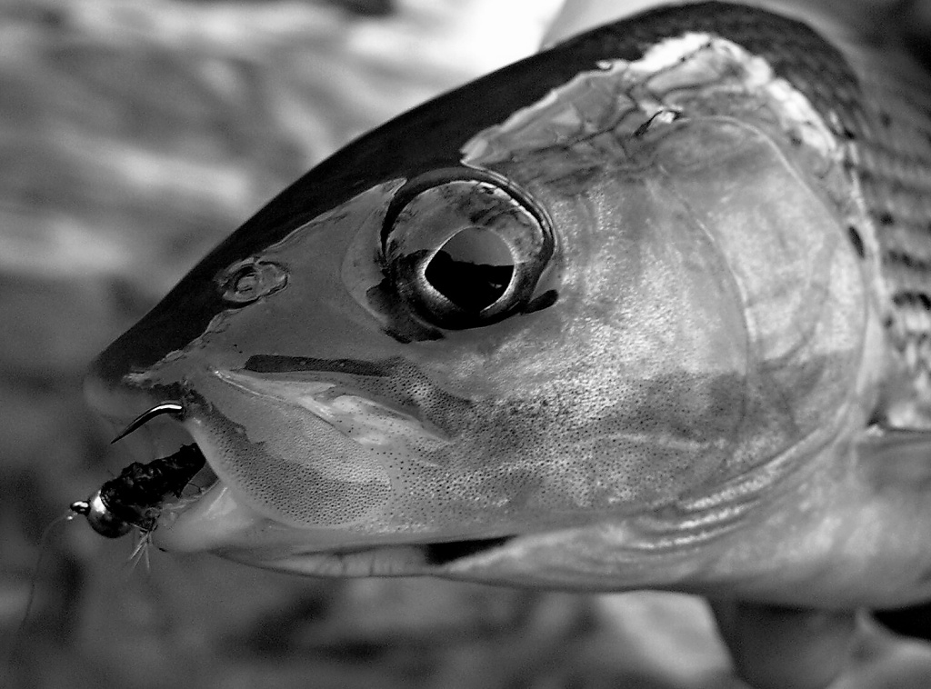 Face to face with nice grayling with a tungsten nymph in it's jaws.