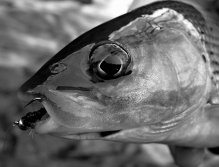 Face to face with nice grayling with a tungsten nymph in it's jaws.